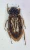 Helophorus sp.